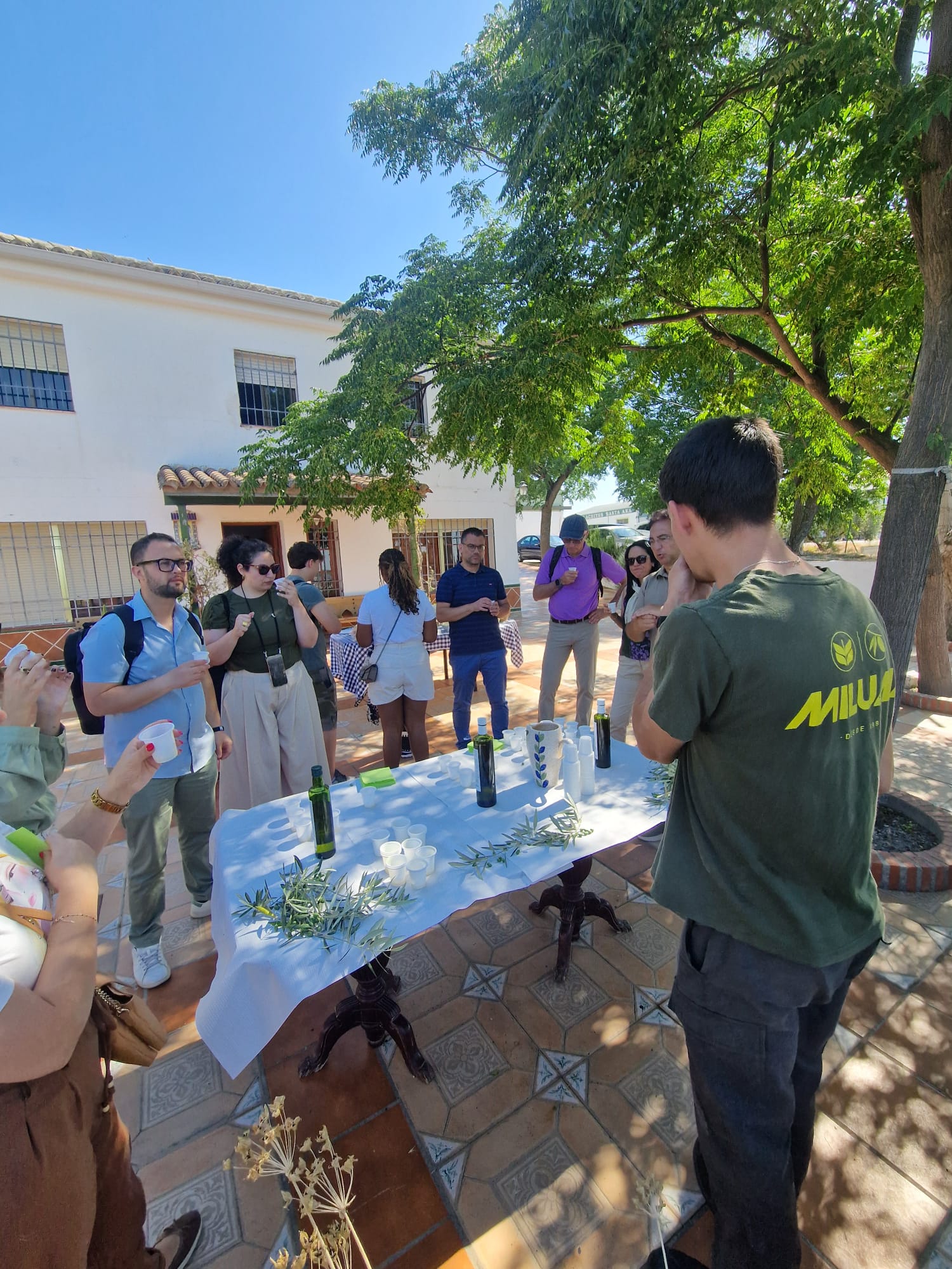 Aceitunas frescas en el proceso de lavado